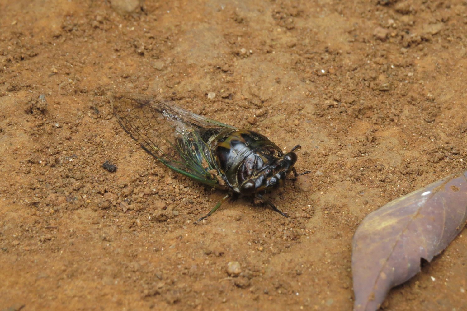 A Cicada