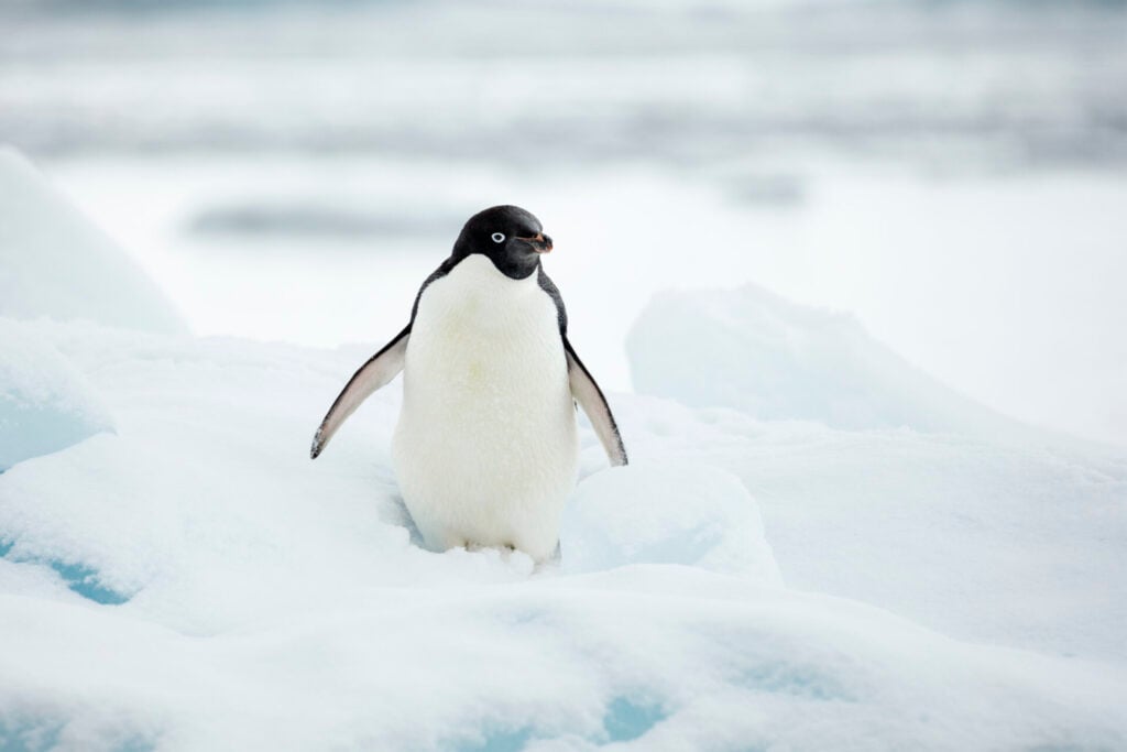 Adélie Penguin