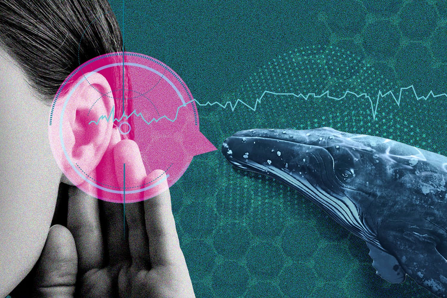 AI Is Deciphering Animal Speech. Should We Try to Talk Back?