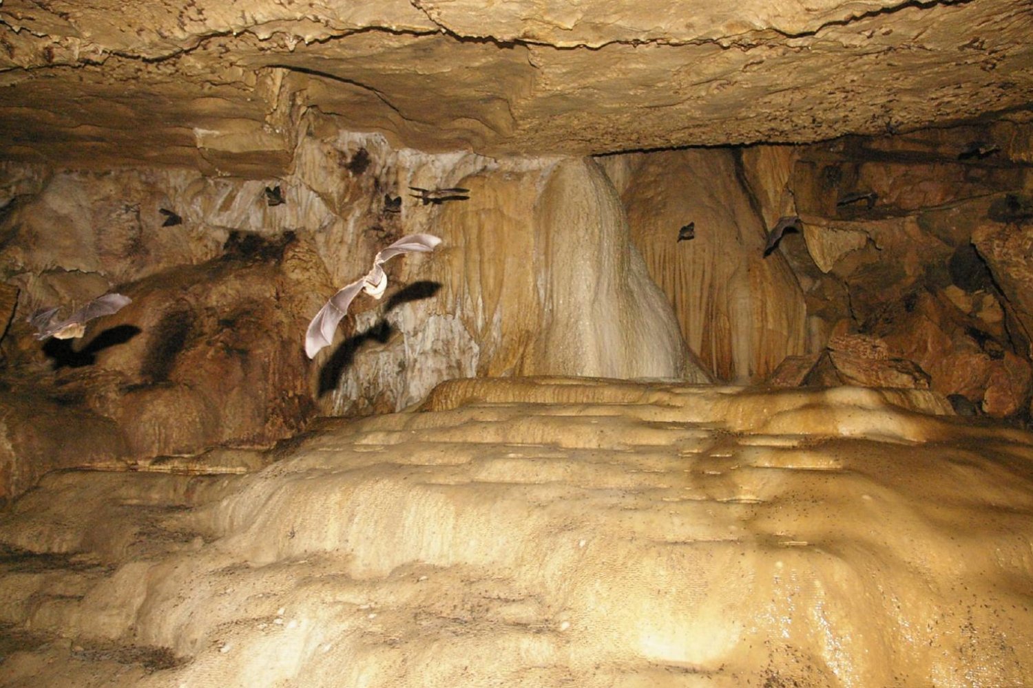 Bat Cave