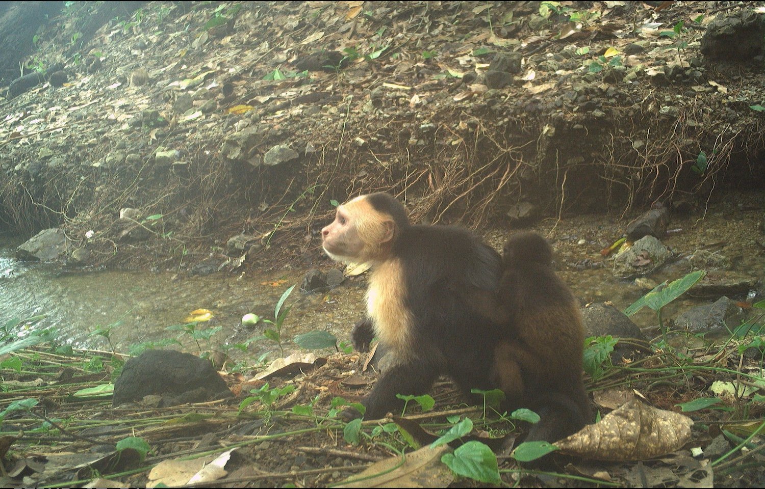 Capuchin Abducts Baby Howler