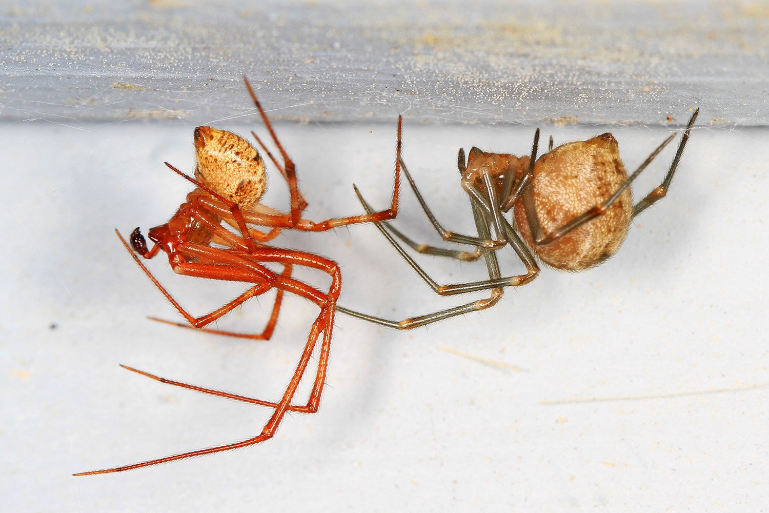 Common house spider