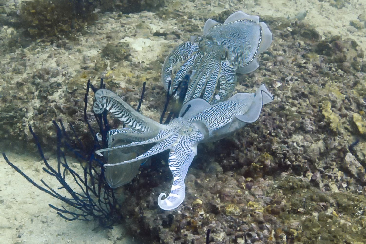 Two cuttlefish.