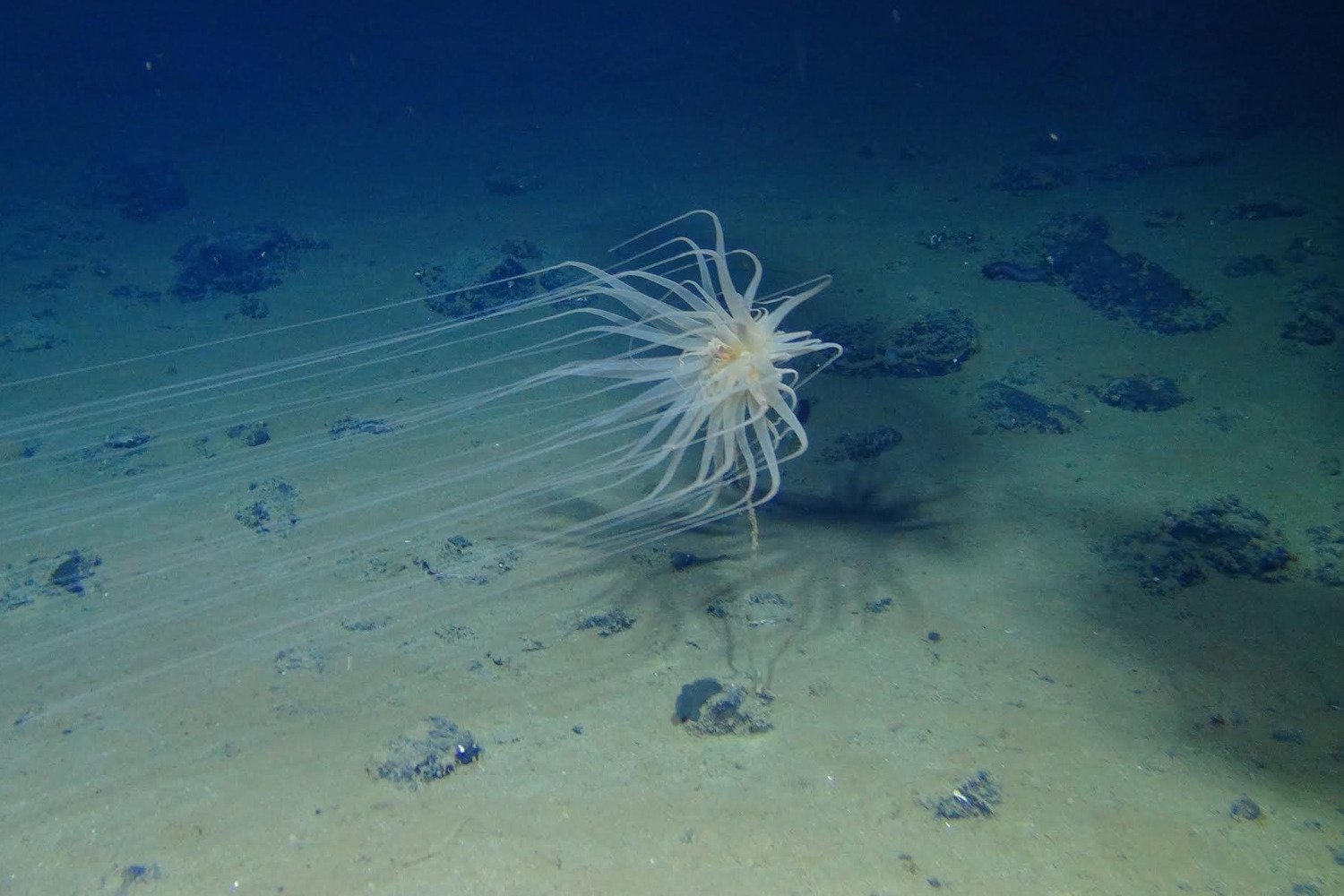 Deep Sea Mining