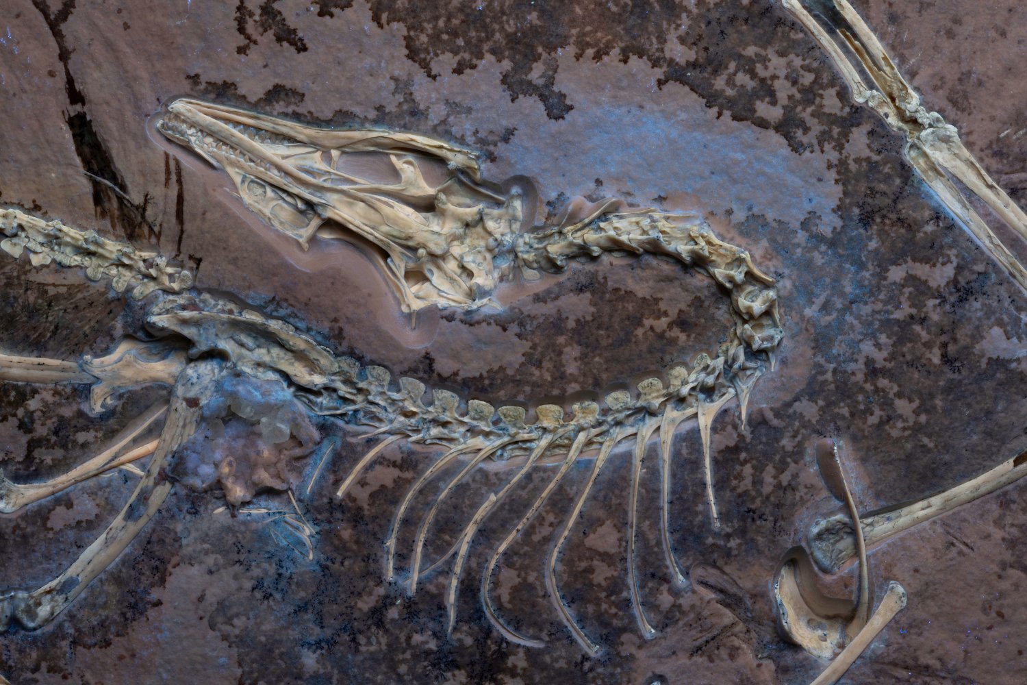 A UV image of the Chicago Archaeopteryx.