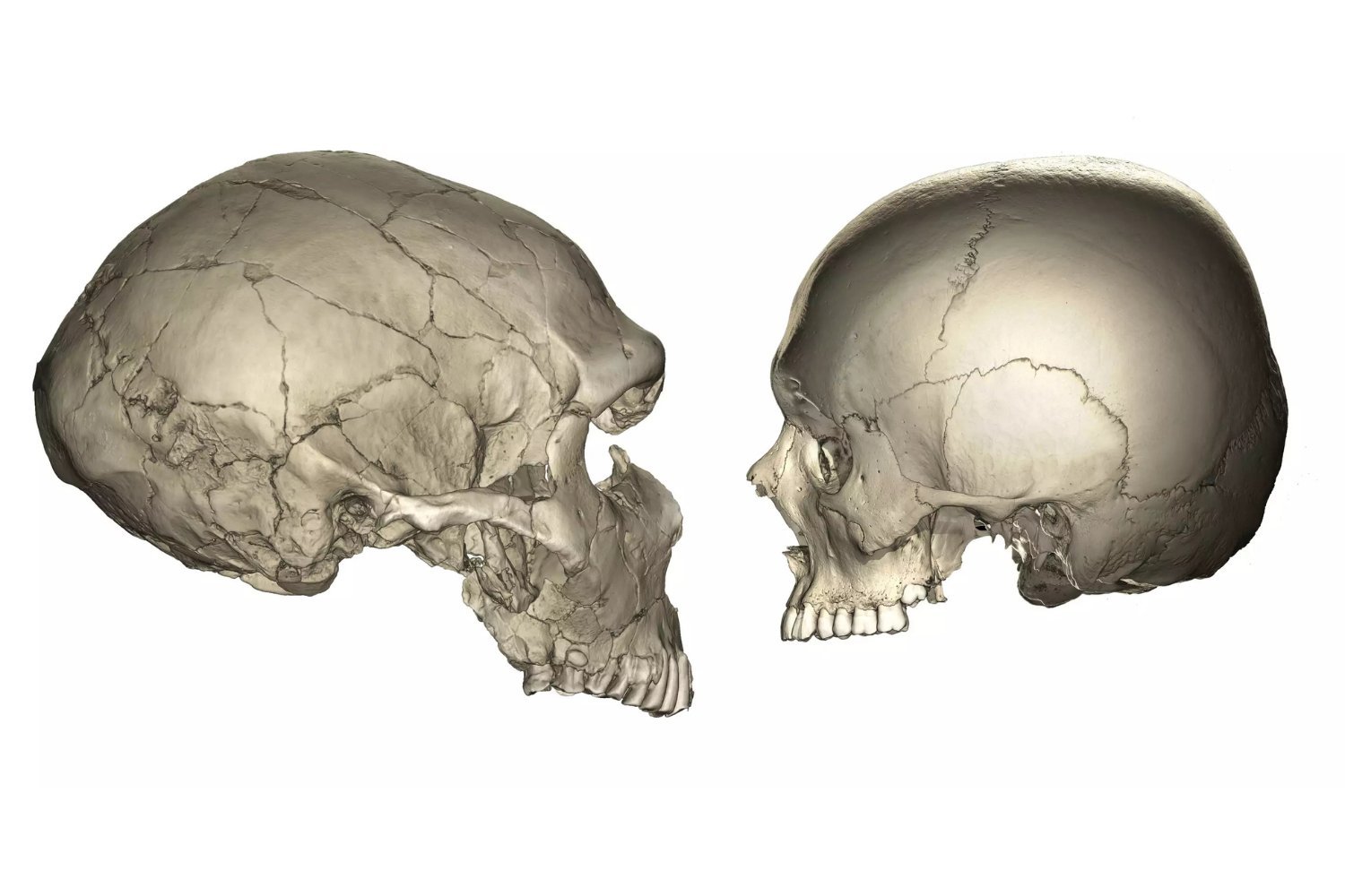 Human Versus Neanderthal Face