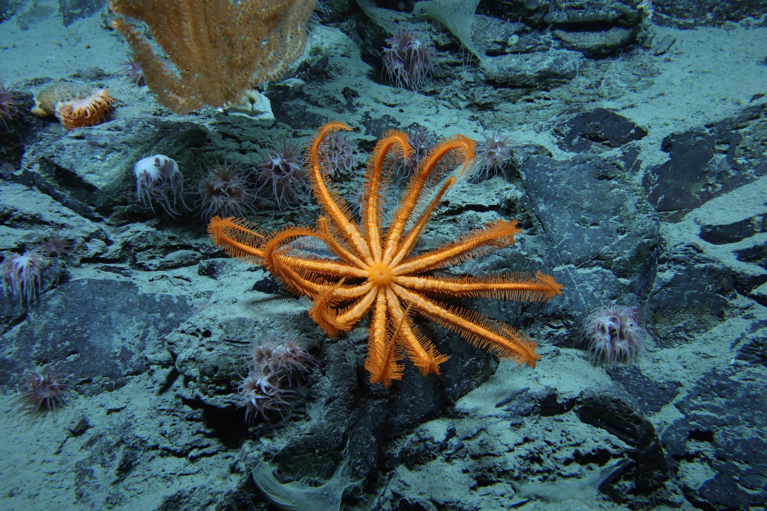 Undersea life off the coast of Alaska.