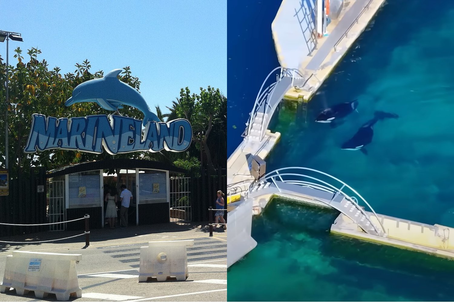 Orcas In Marineland