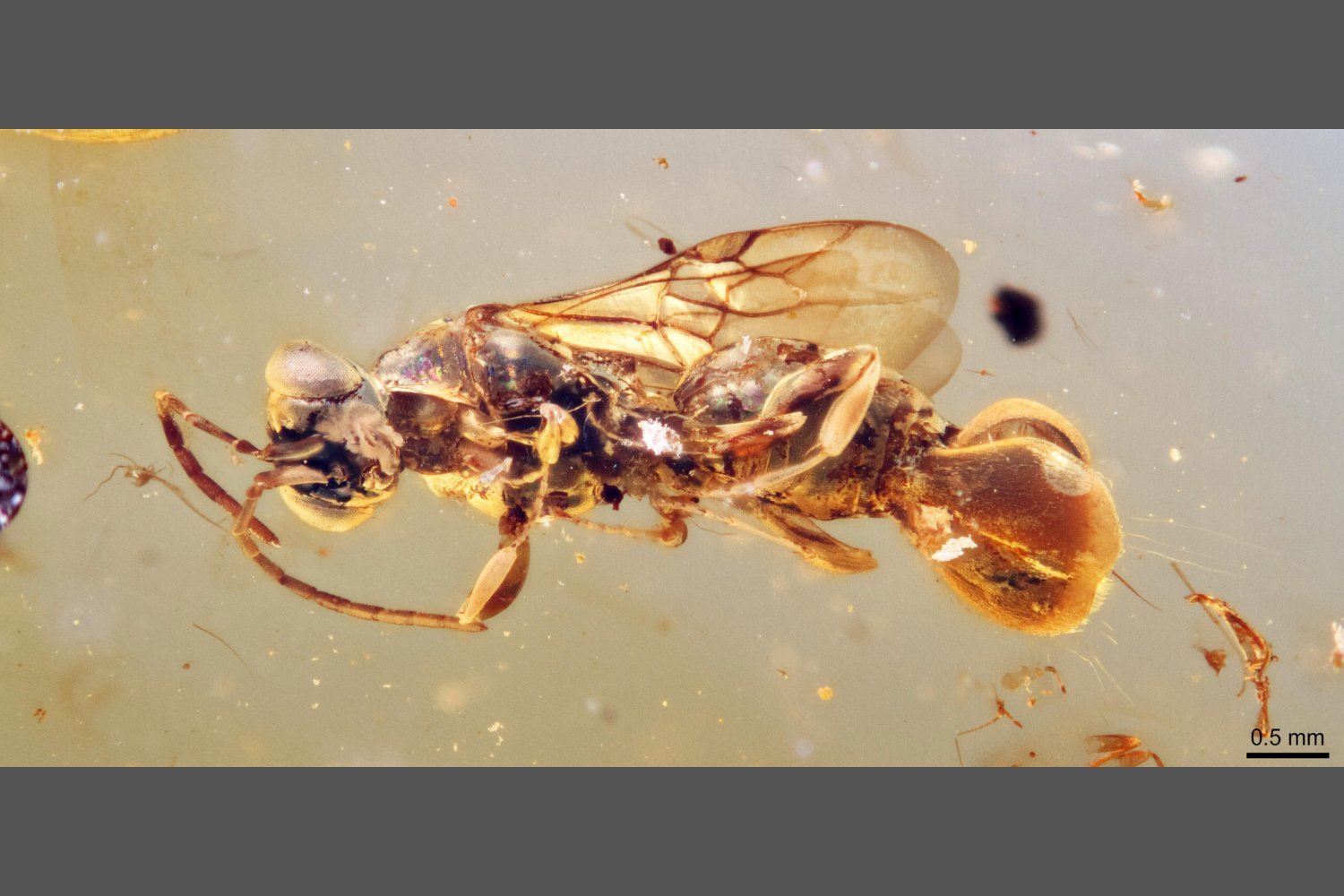 Sirenobethylus Charybdis