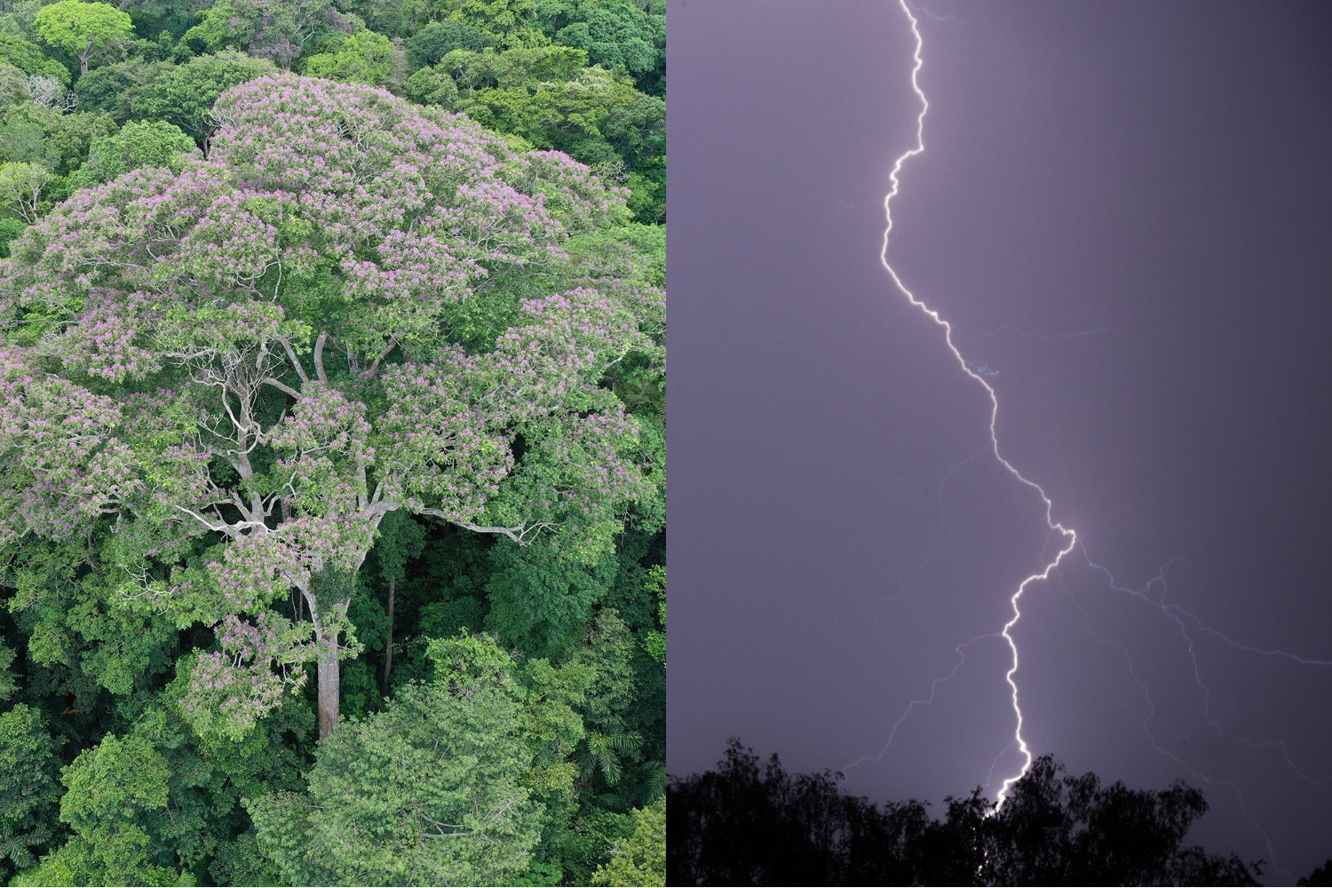 Tree Lightning Collage